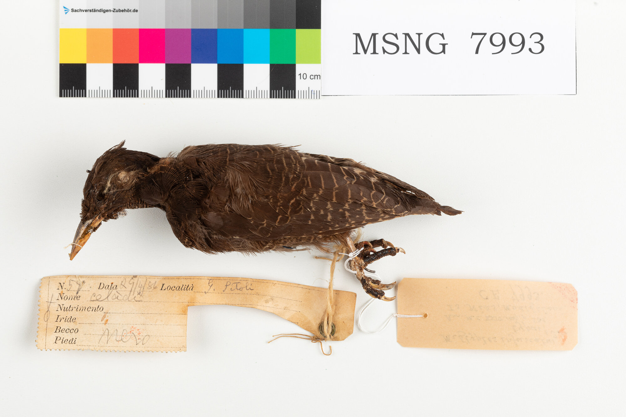 Picchio barrato scuro (esemplare)