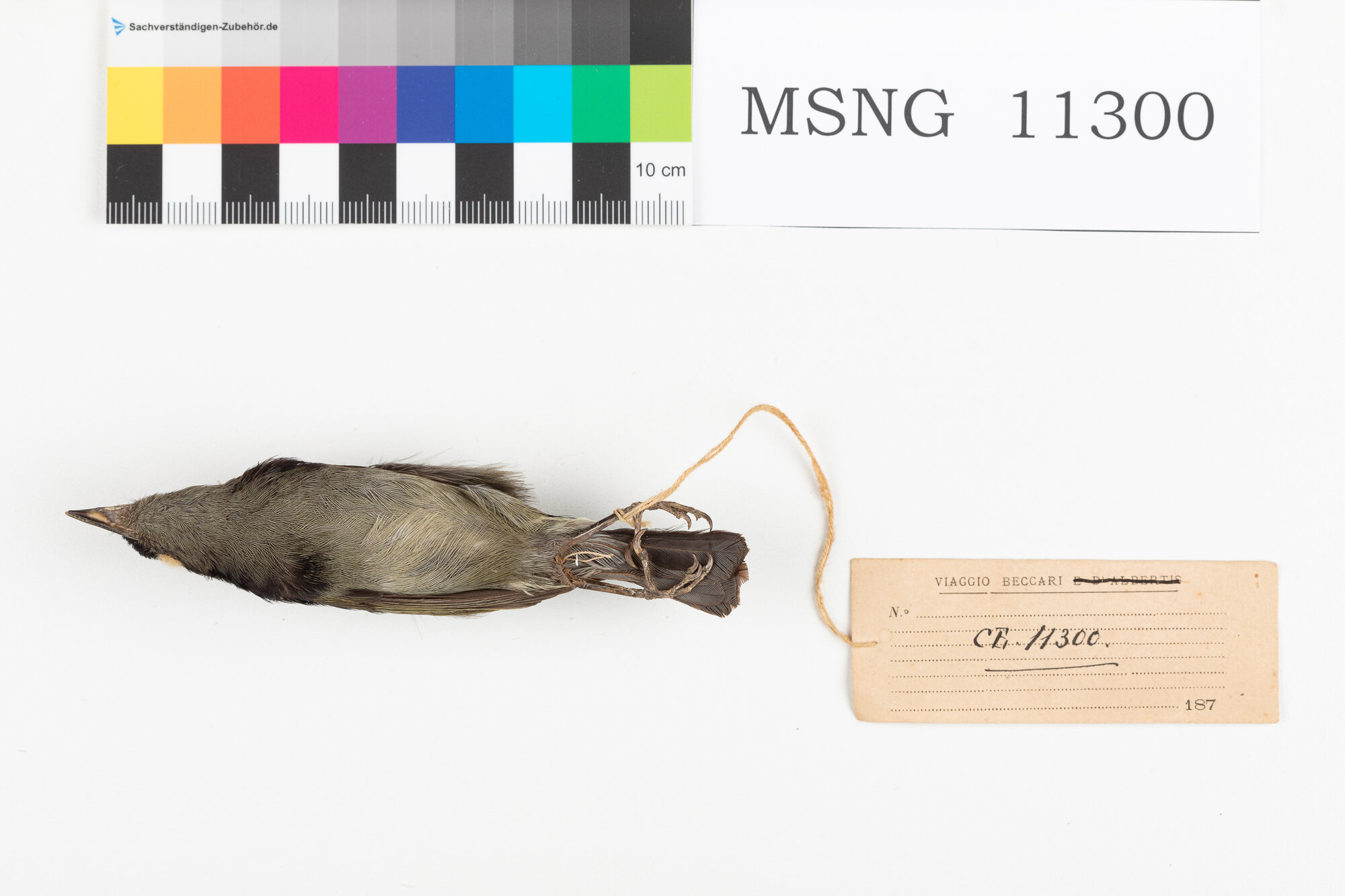 Beccafrutti nero (esemplare)