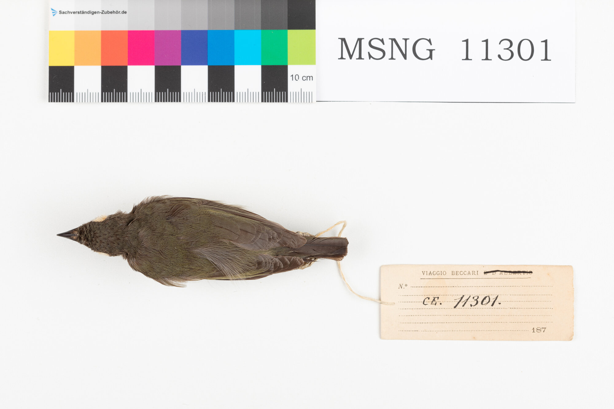 Beccafrutti nero (esemplare)