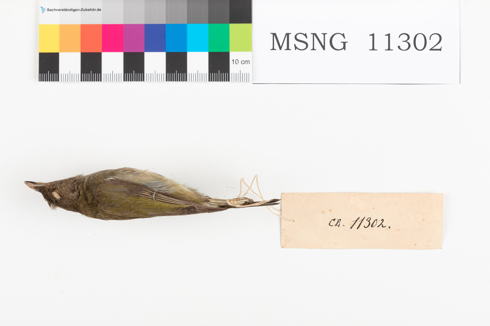 Beccafrutti nero (esemplare)