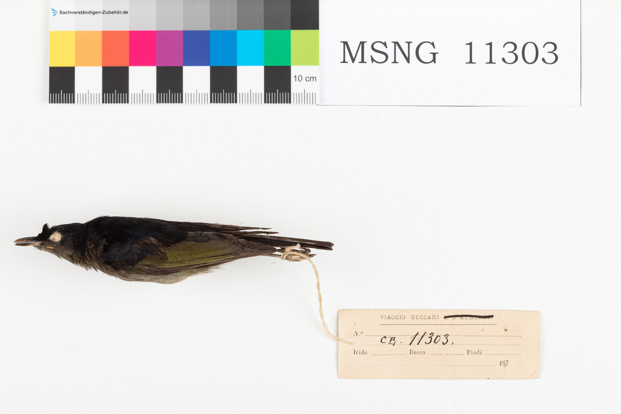 Beccafrutti nero (esemplare)