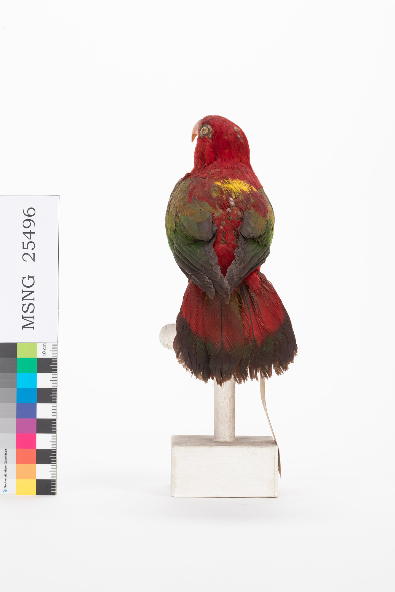 Lori garrulo (esemplare)