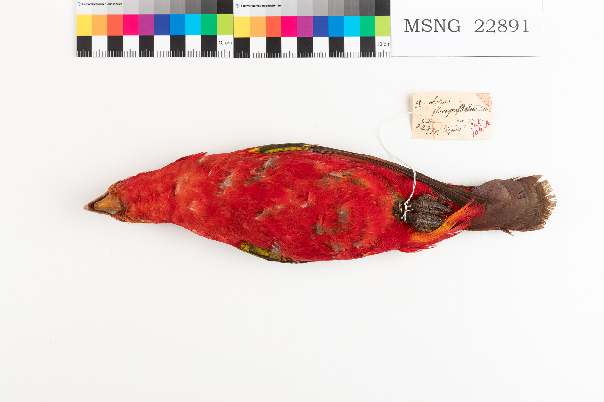 Lori garrulo (esemplare)