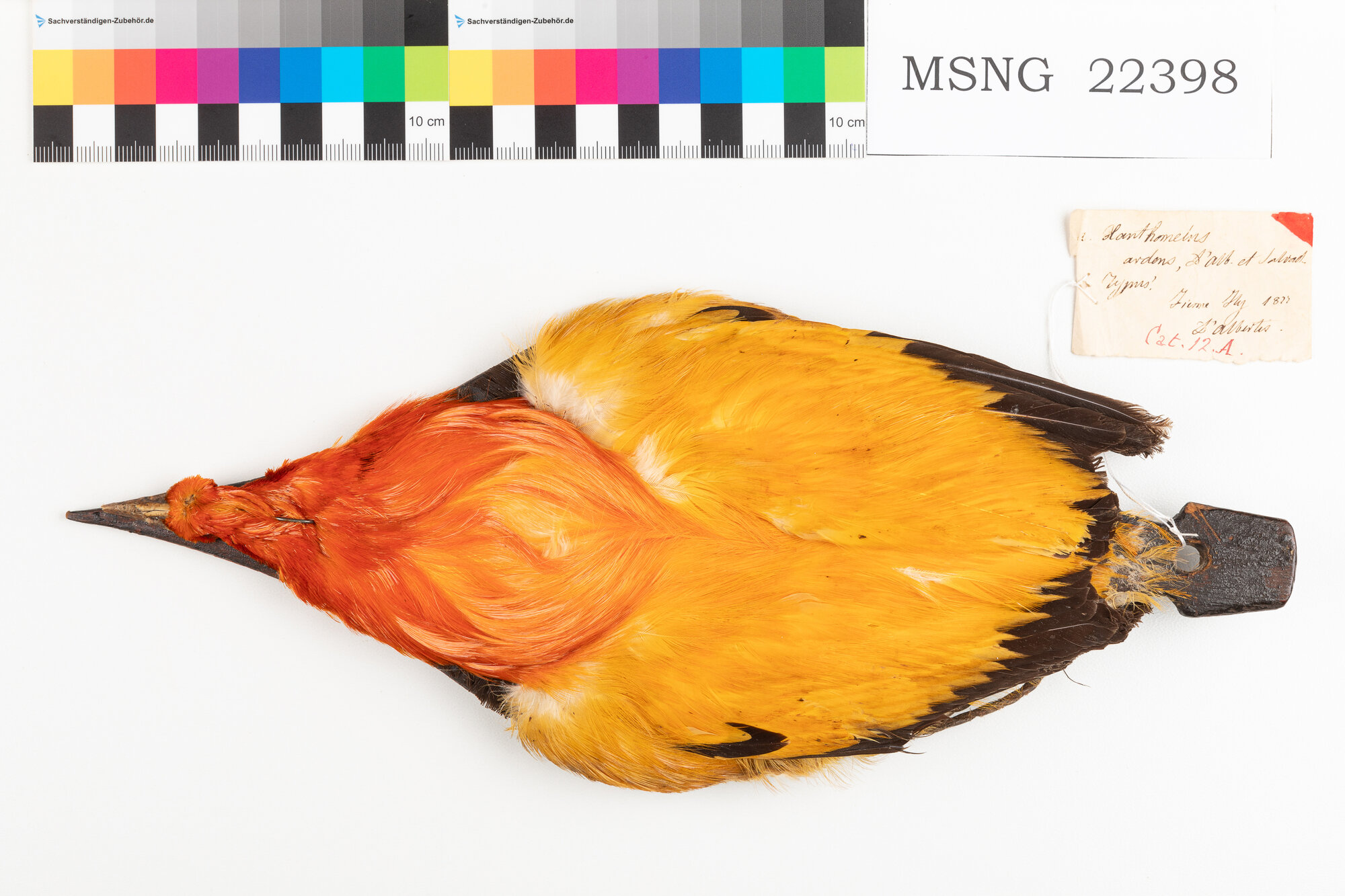 Giardiniere di fiamma (esemplare)