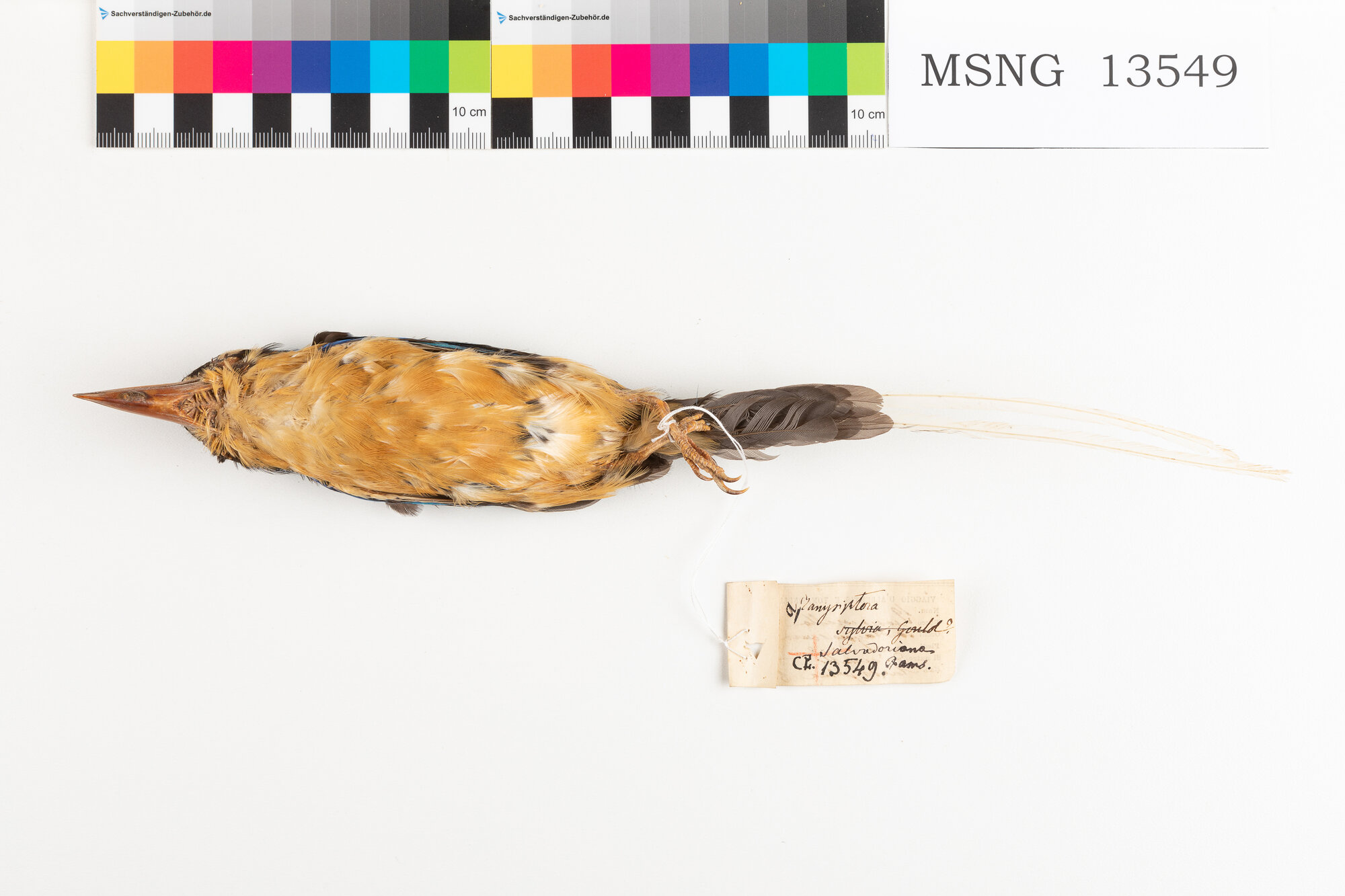 Martin pescatore del Paradiso codabianca (esemplare)