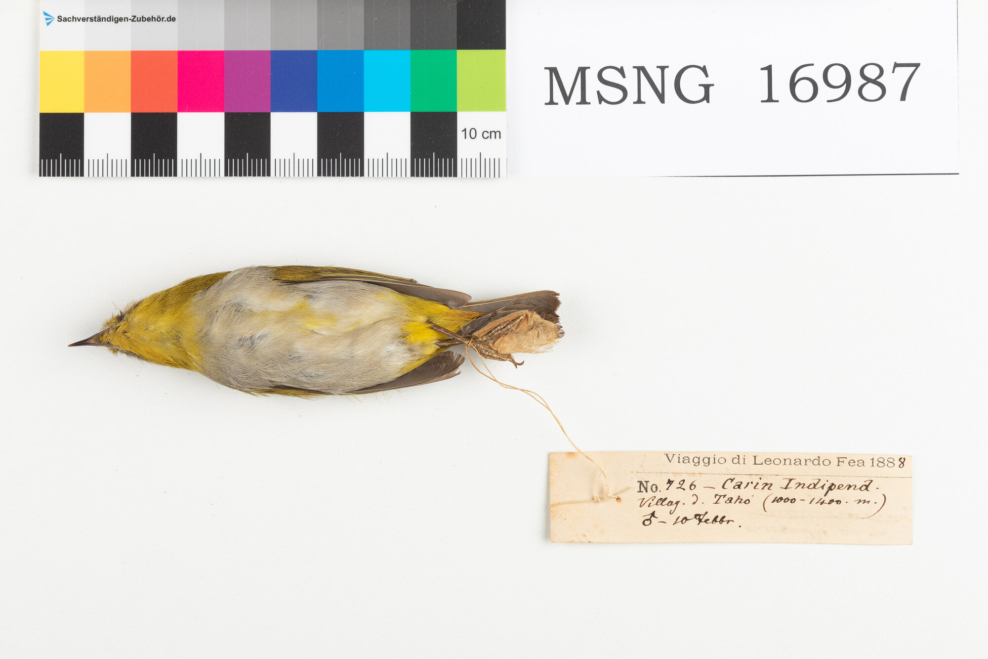 Occhialino orientale (esemplare)