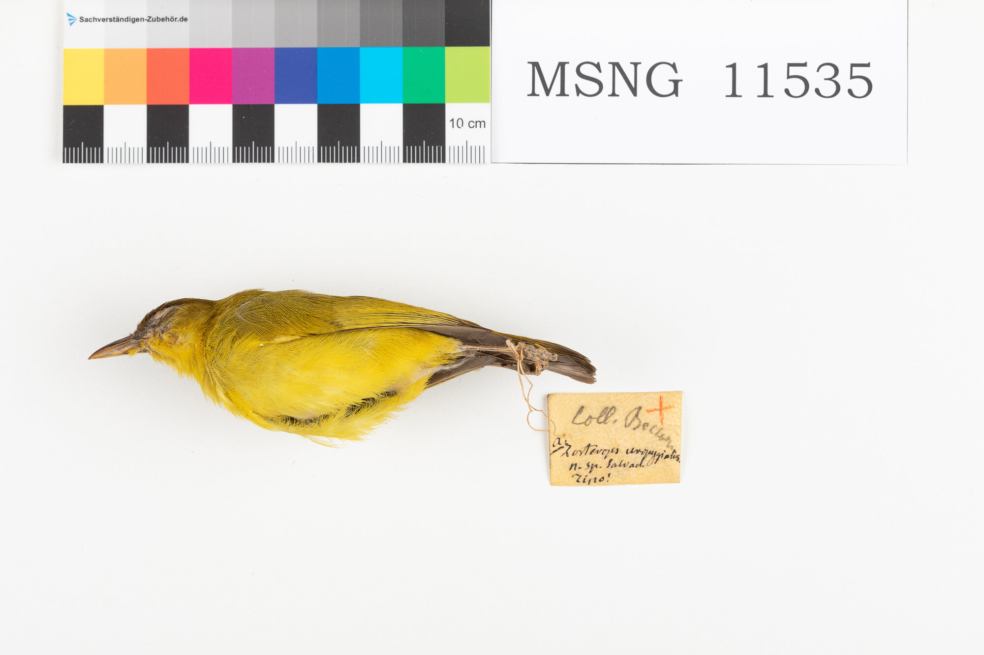 Occhialino ventredorato (esemplare)