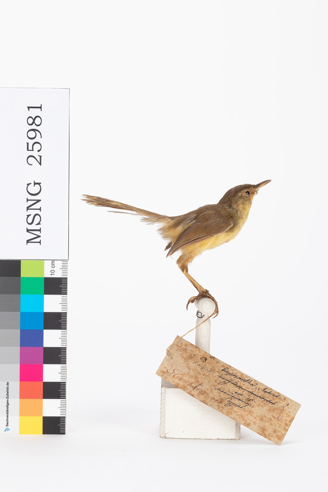 Prinia ventregiallo (esemplare)