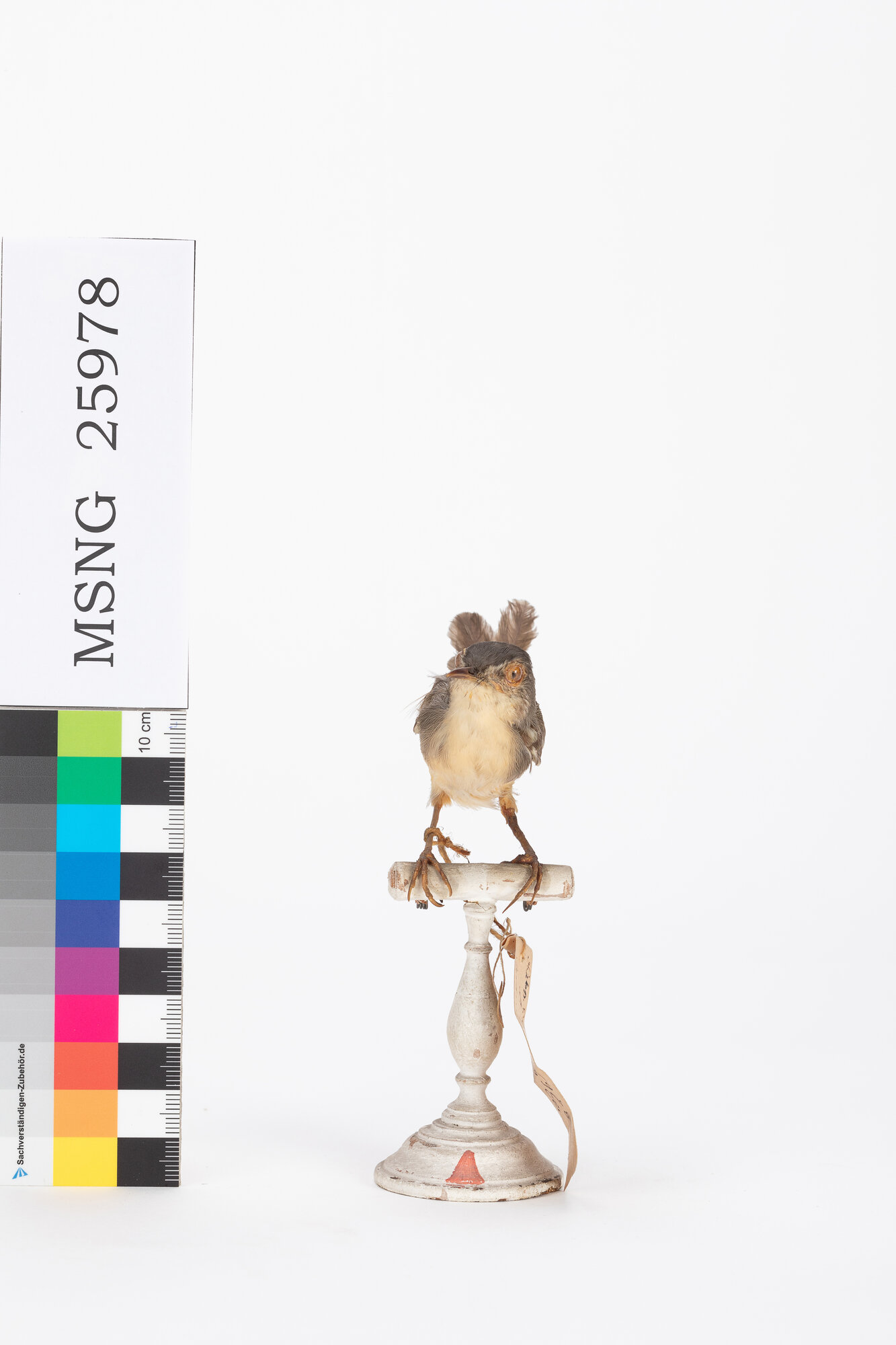 Prinia ventregiallo (esemplare)