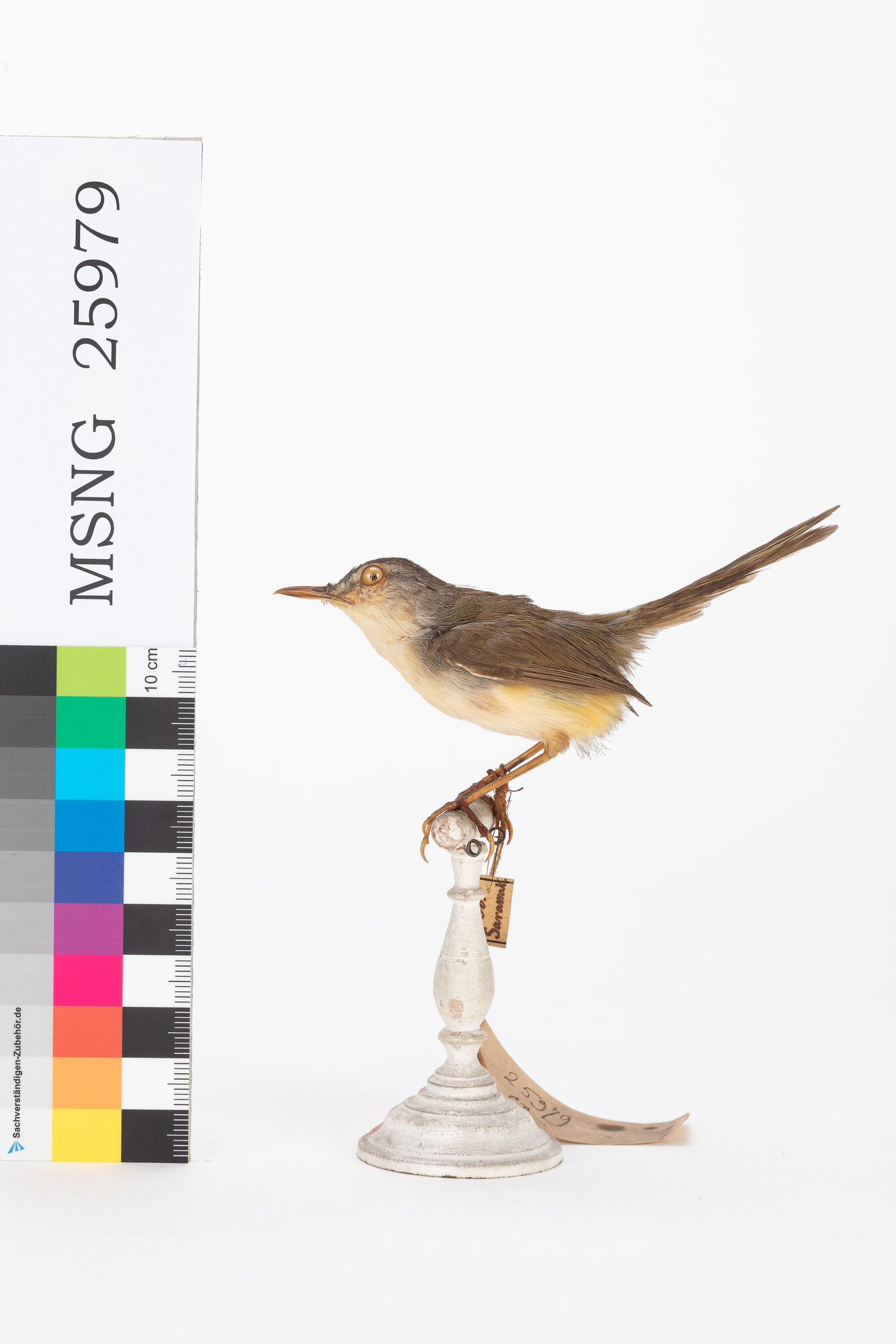 Prinia ventregiallo (esemplare)