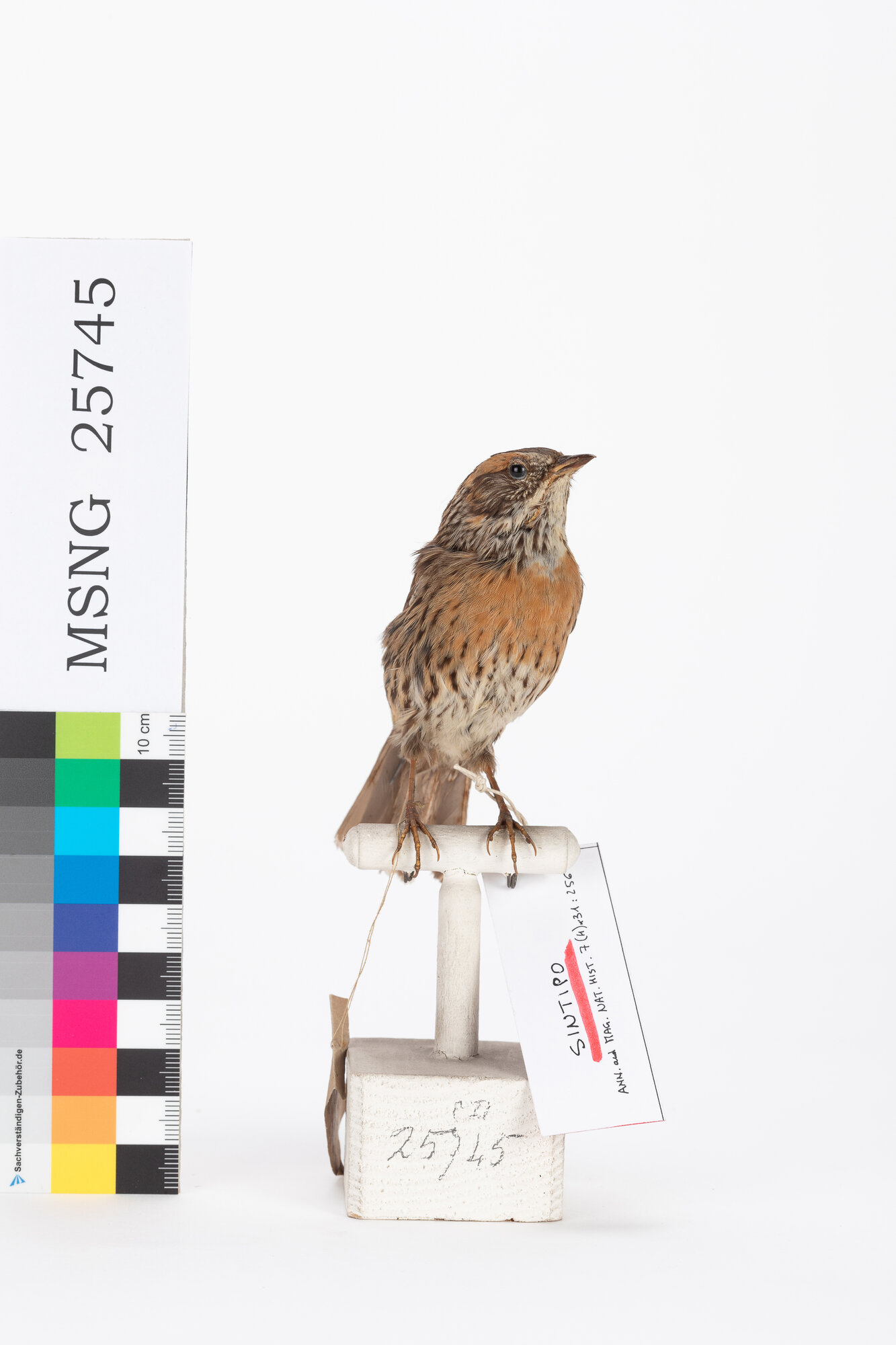 Sordone pettocastano (esemplare)