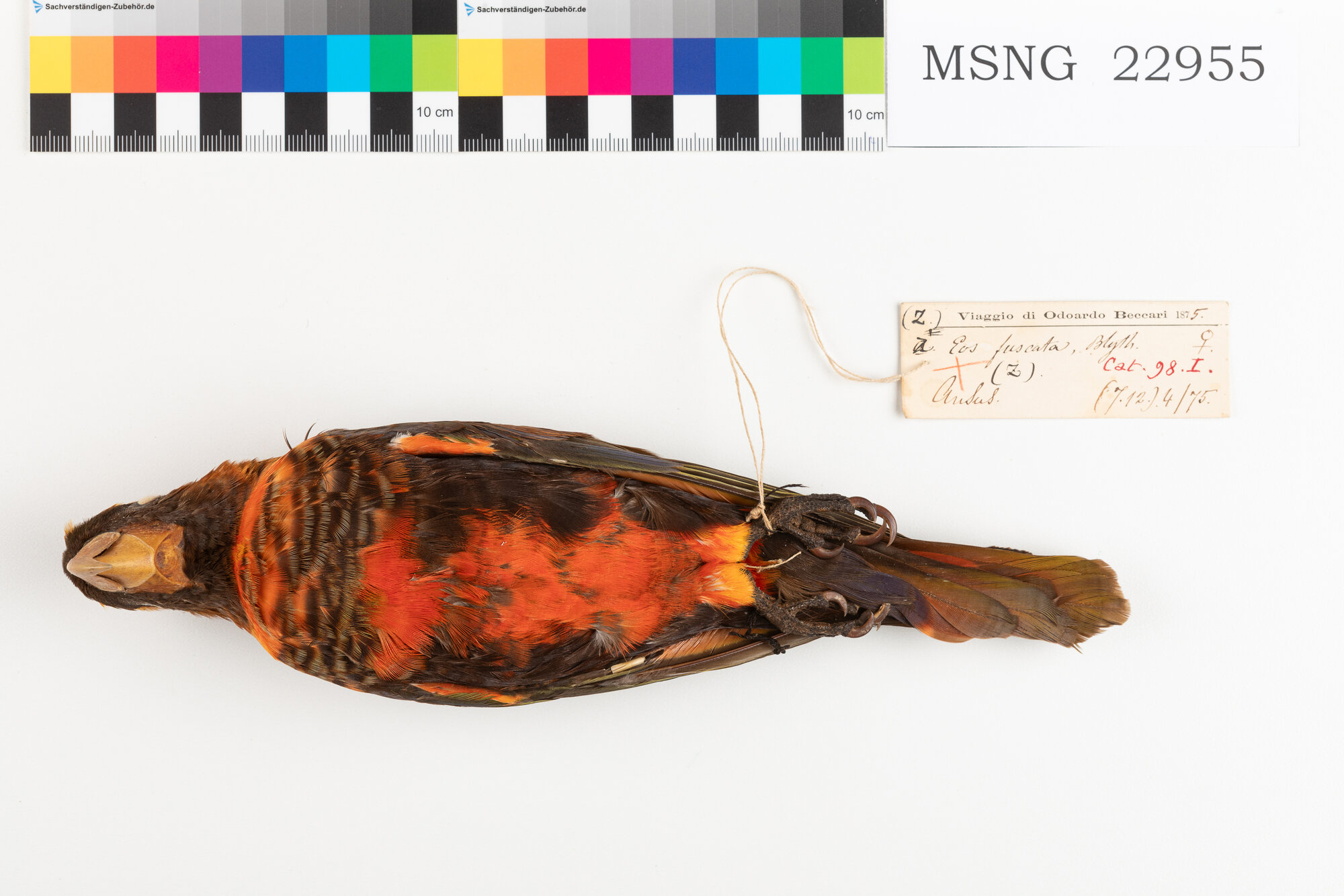 Lori fosco (esemplare)