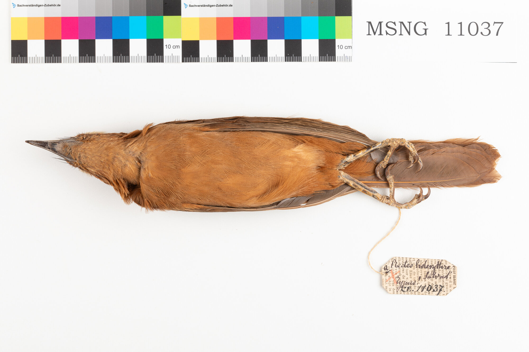 Pitoui rugginoso (esemplare)