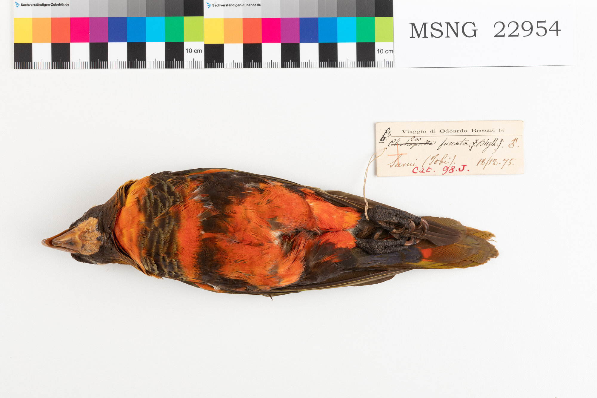 Lori fosco (esemplare)