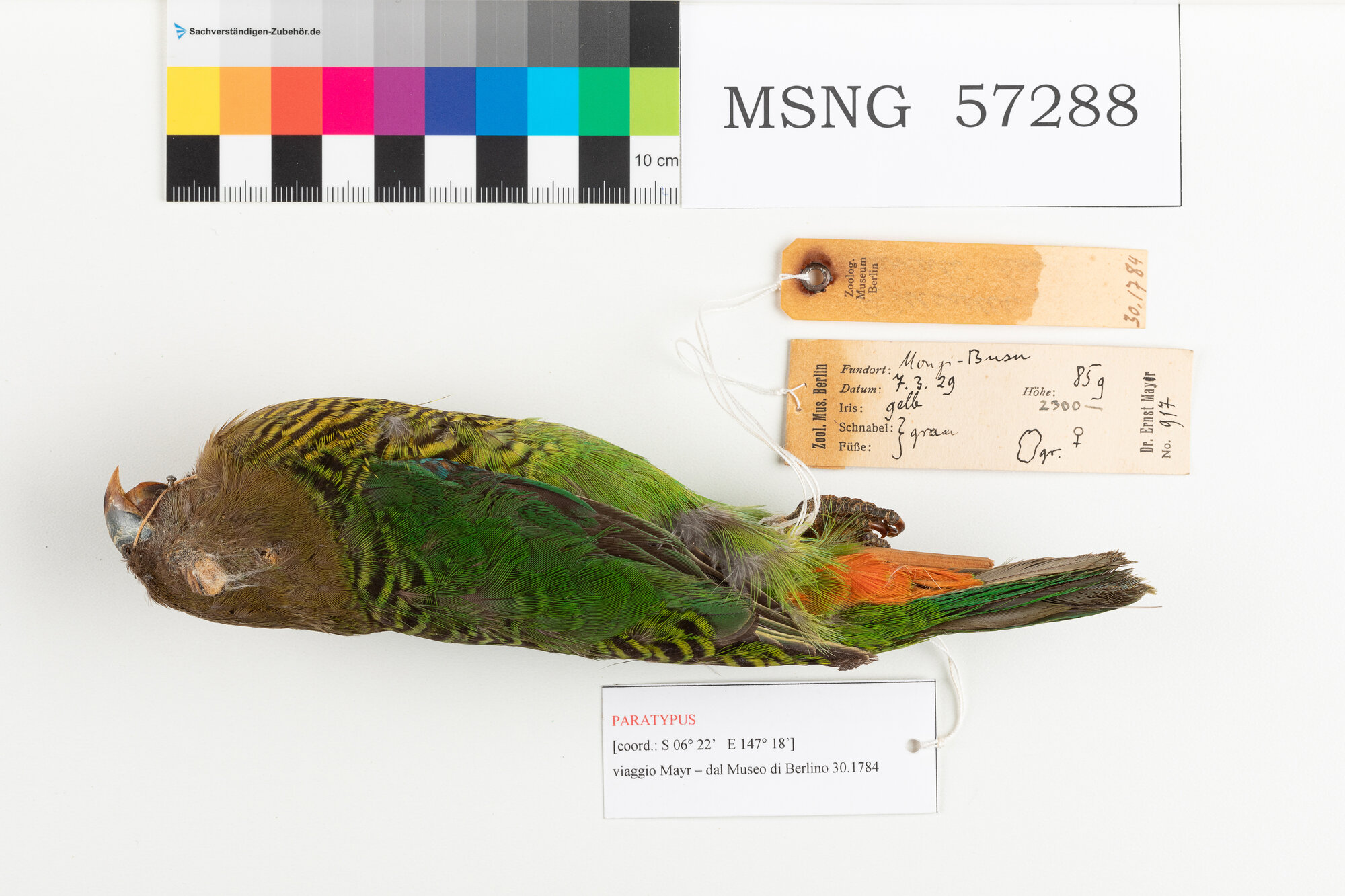 Pappagallo di Brehm (esemplare)