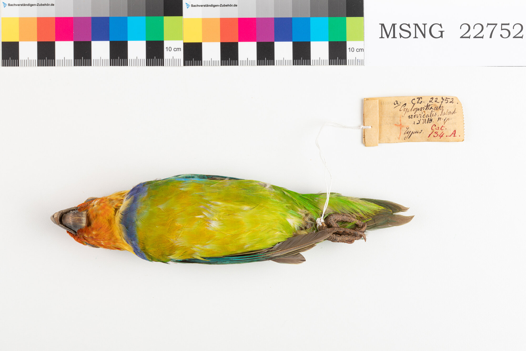 Pappagallo di Desmarest (esemplare)