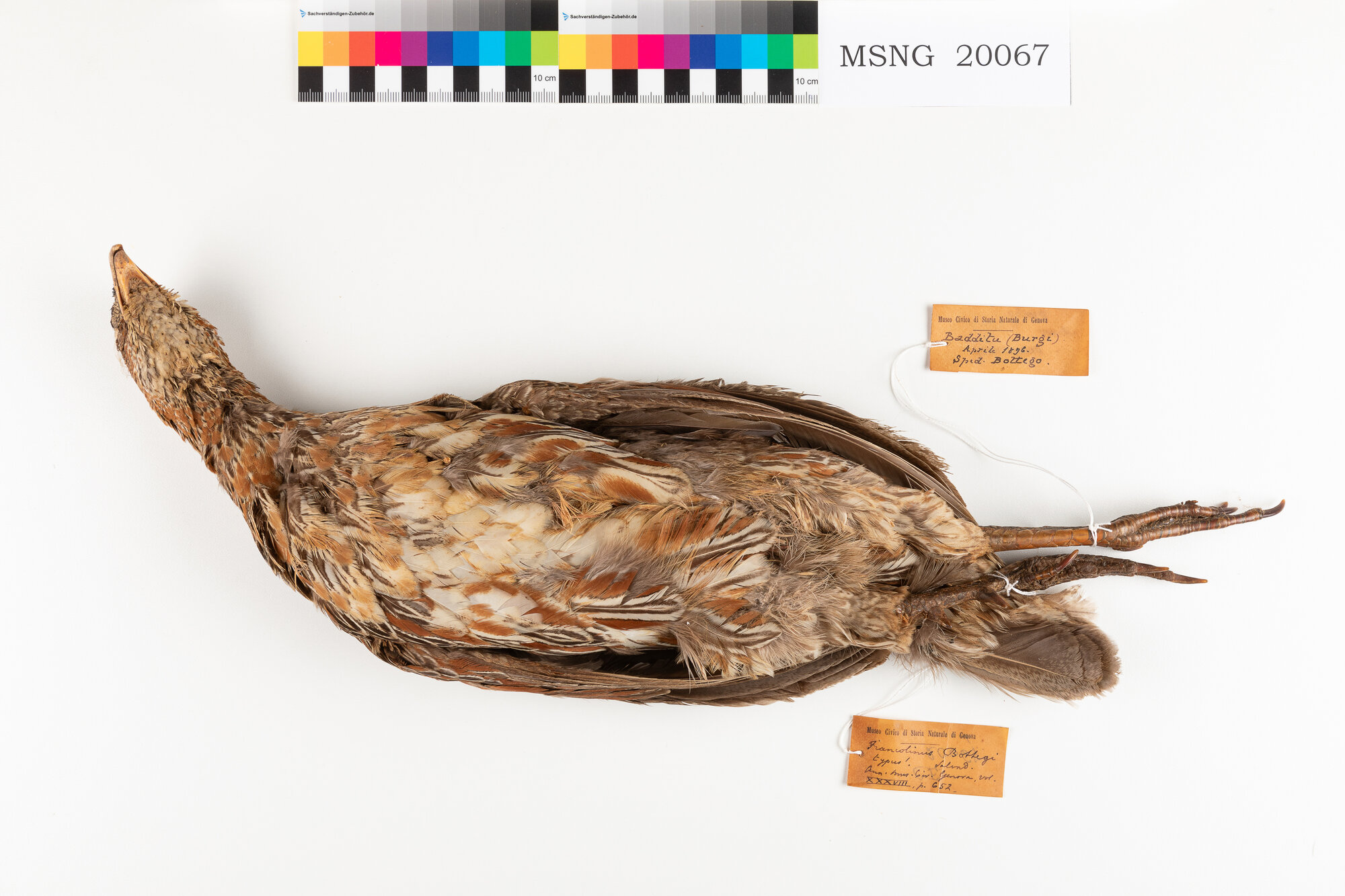 Francolino collocastano (esemplare)