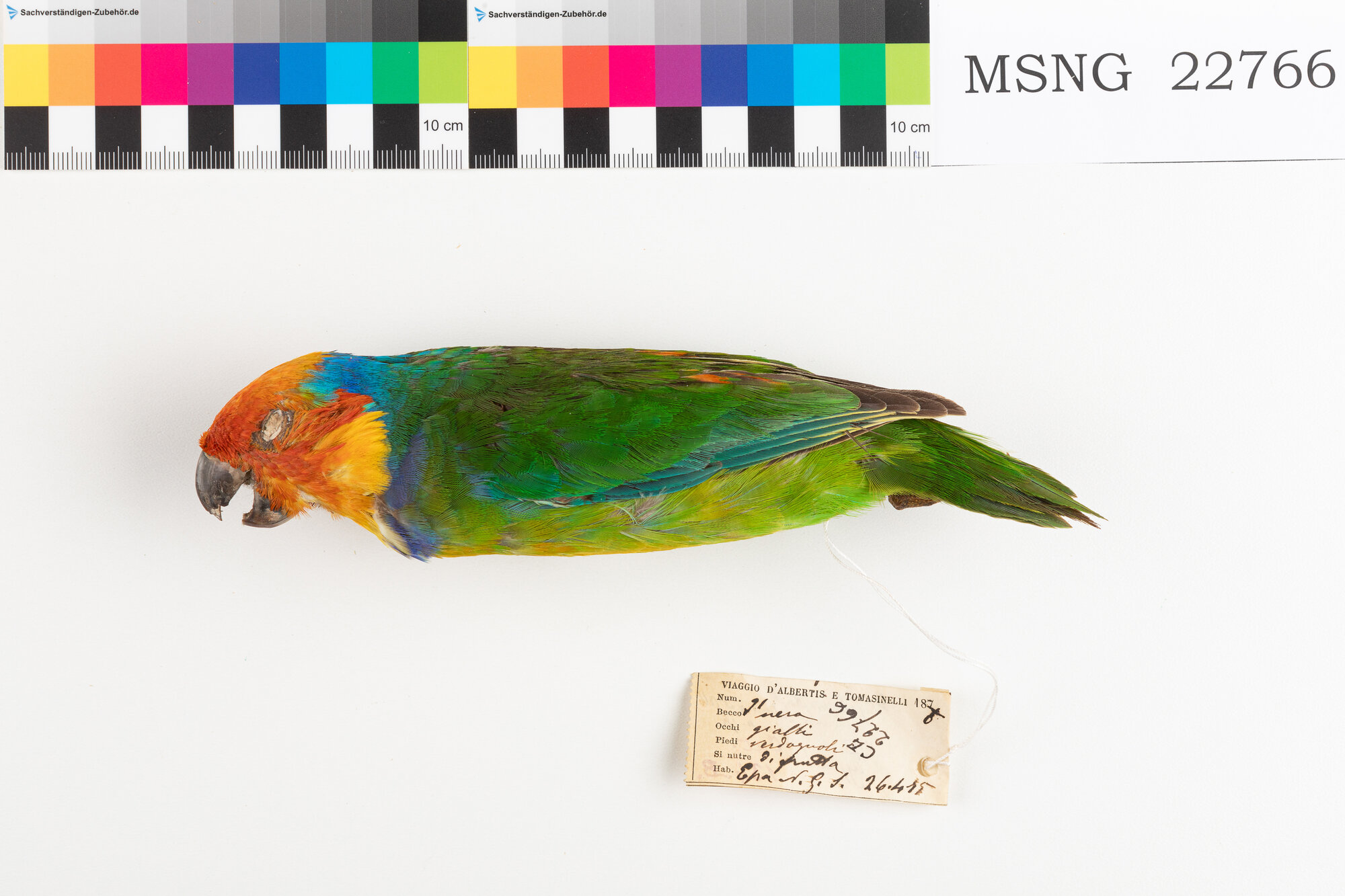 Pappagallo di Desmarest (esemplare)