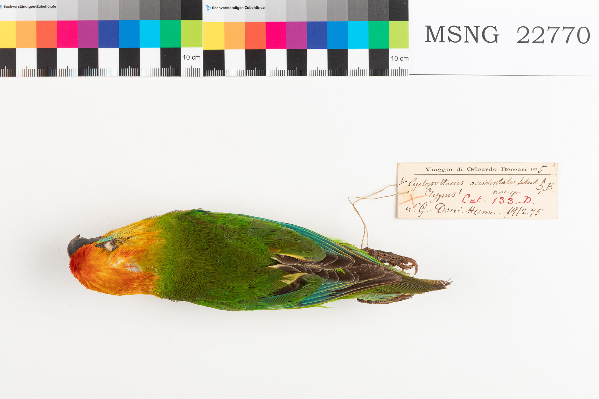 Pappagallo di Desmarest (esemplare)