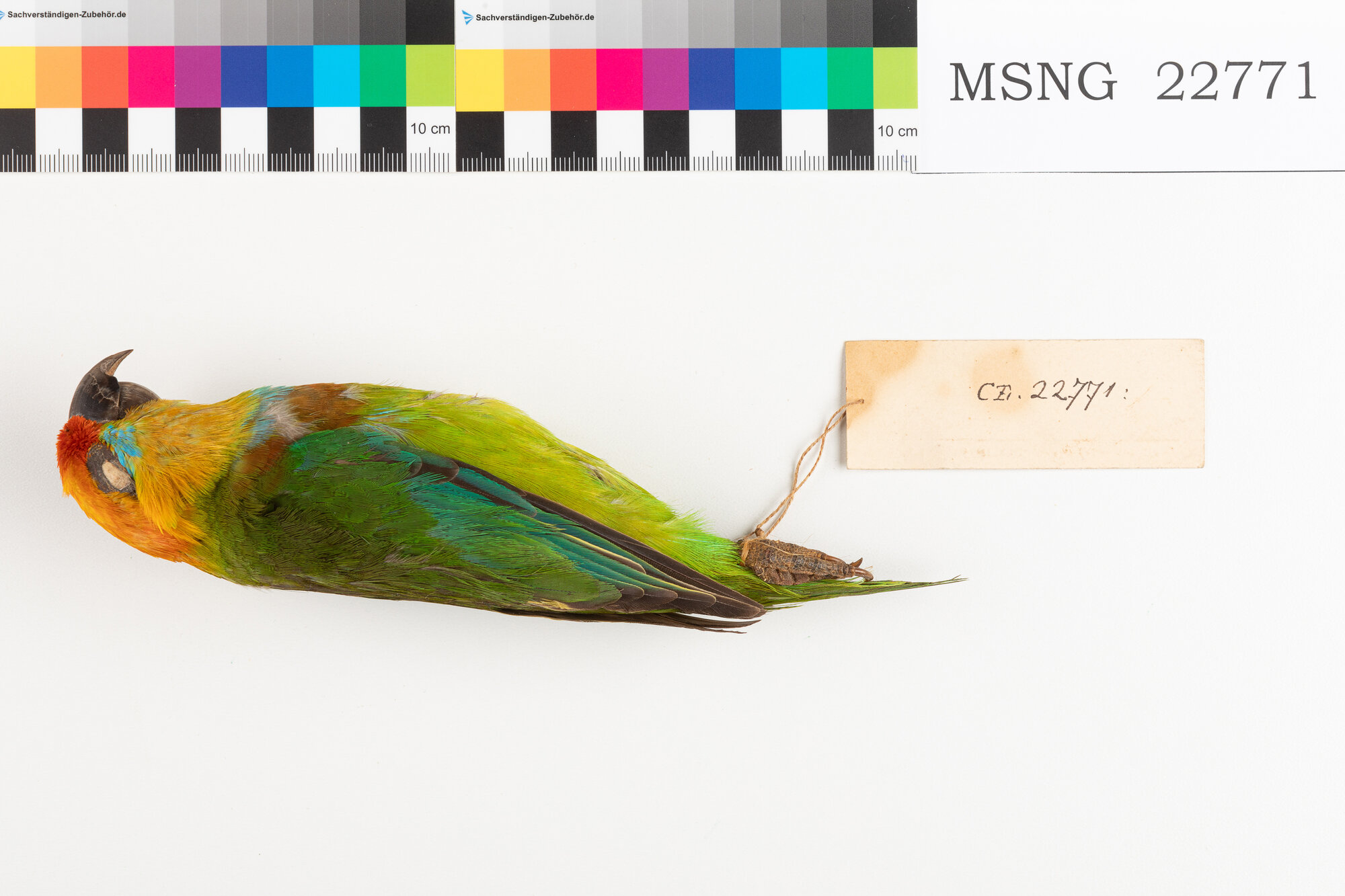 Pappagallo di Desmarest (esemplare)