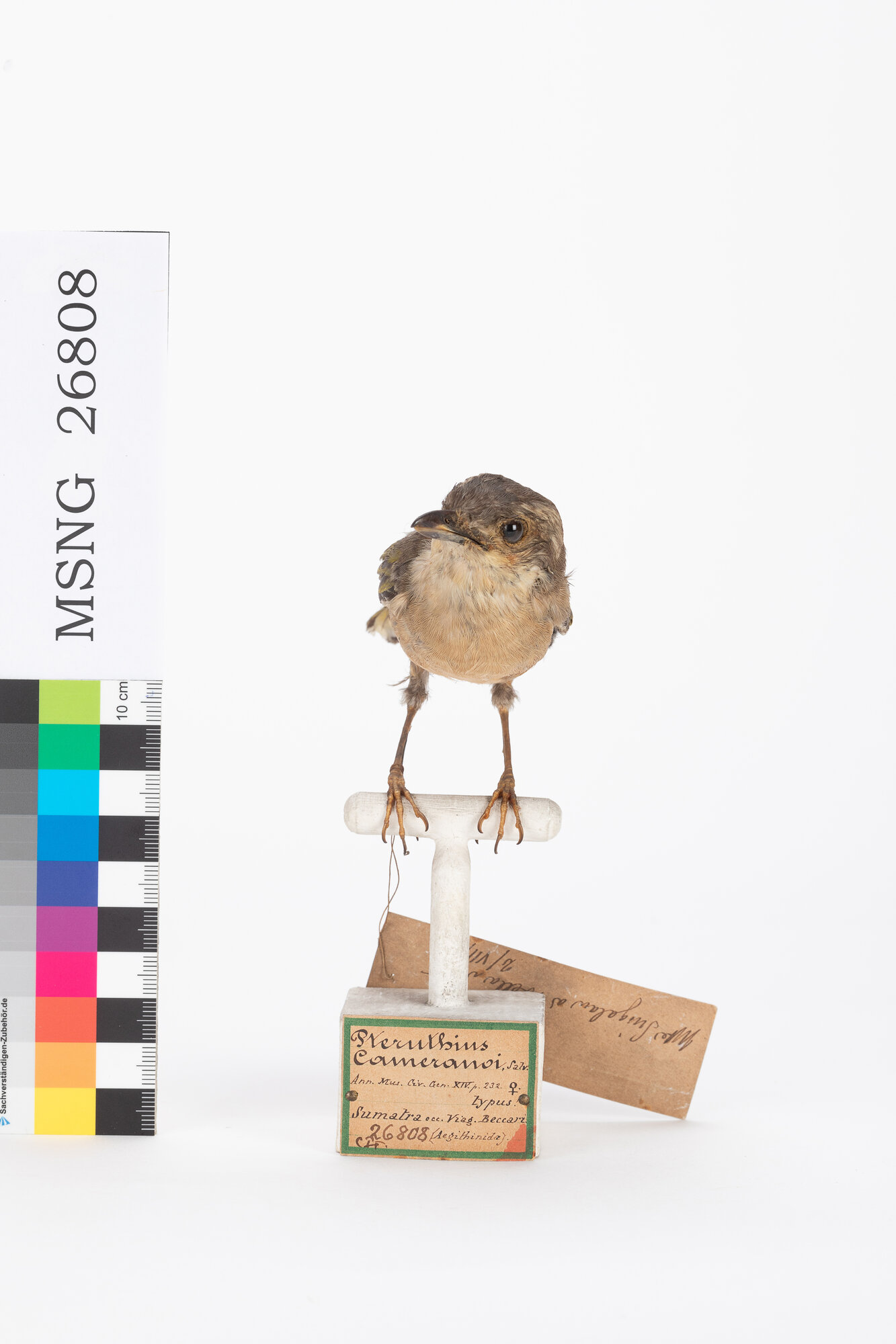 Vireo averla di Blyth (esemplare)