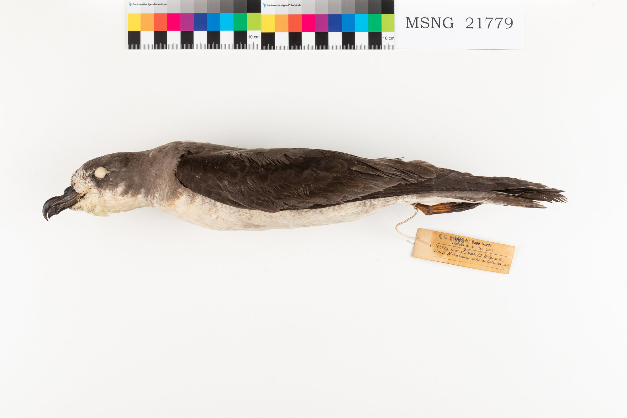 Petrello di Fea (esemplare)