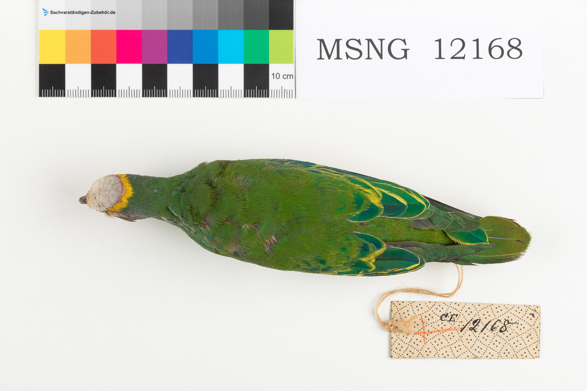 Colomba frugivora diademata (esemplare)