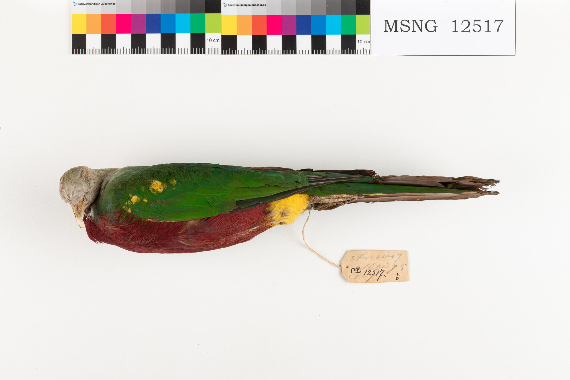 Colomba frugivora magnifica (esemplare)