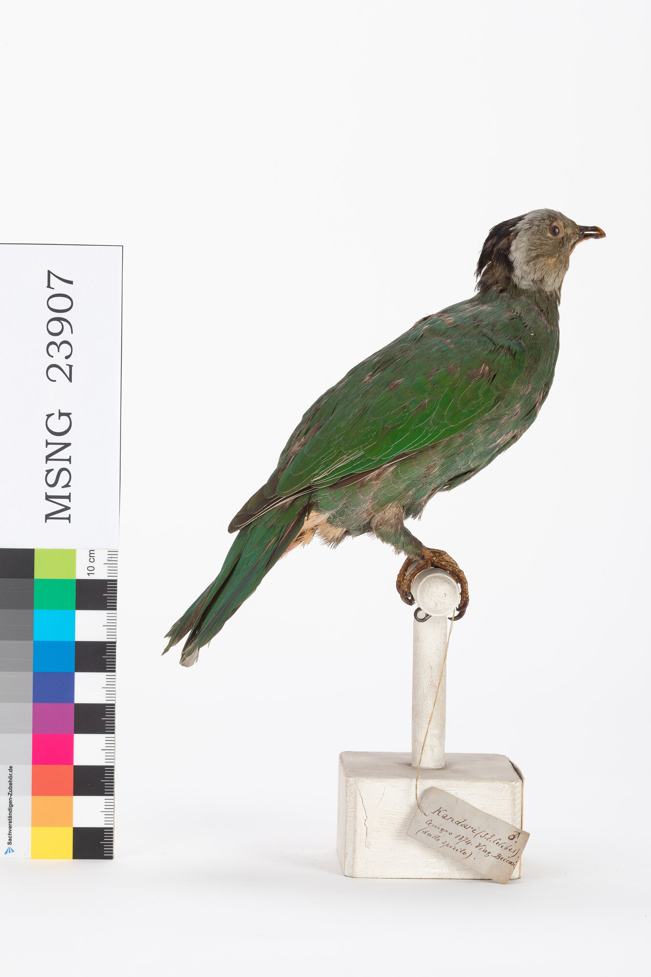 Colomba frugivora nucanera (esemplare)