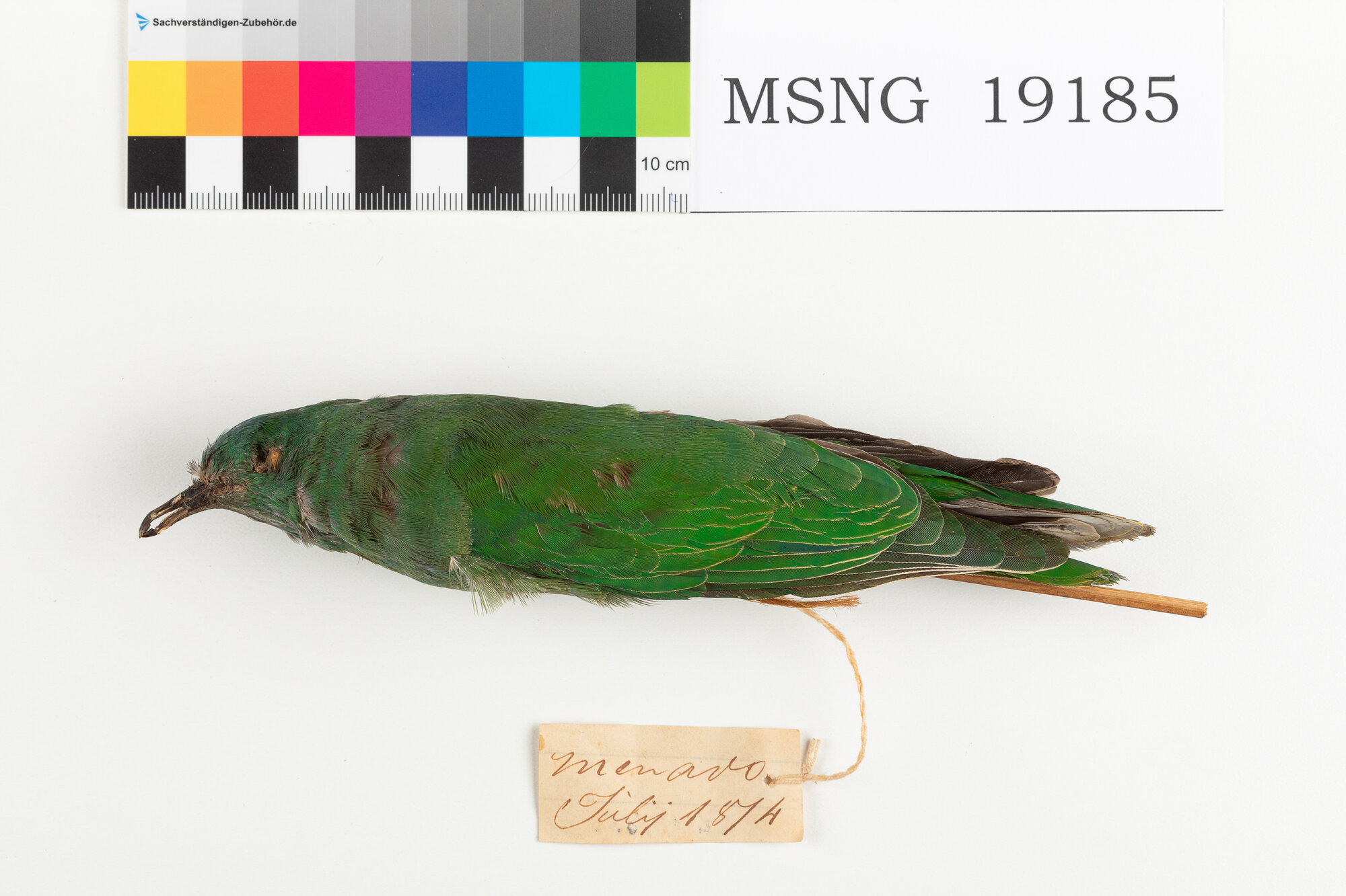 Colomba frugivora nucanera (esemplare)