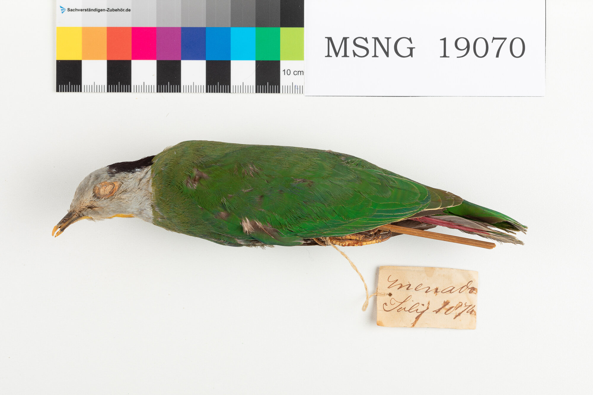 Colomba frugivora nucanera (esemplare)