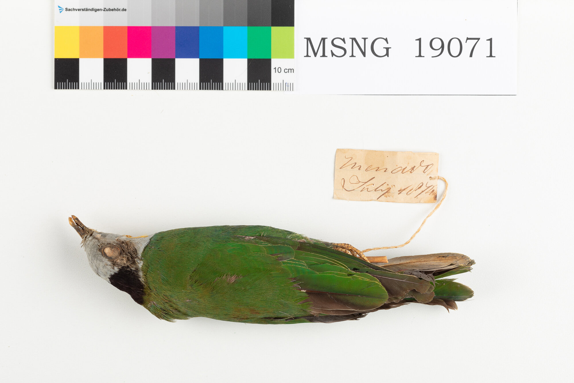 Colomba frugivora nucanera (esemplare)