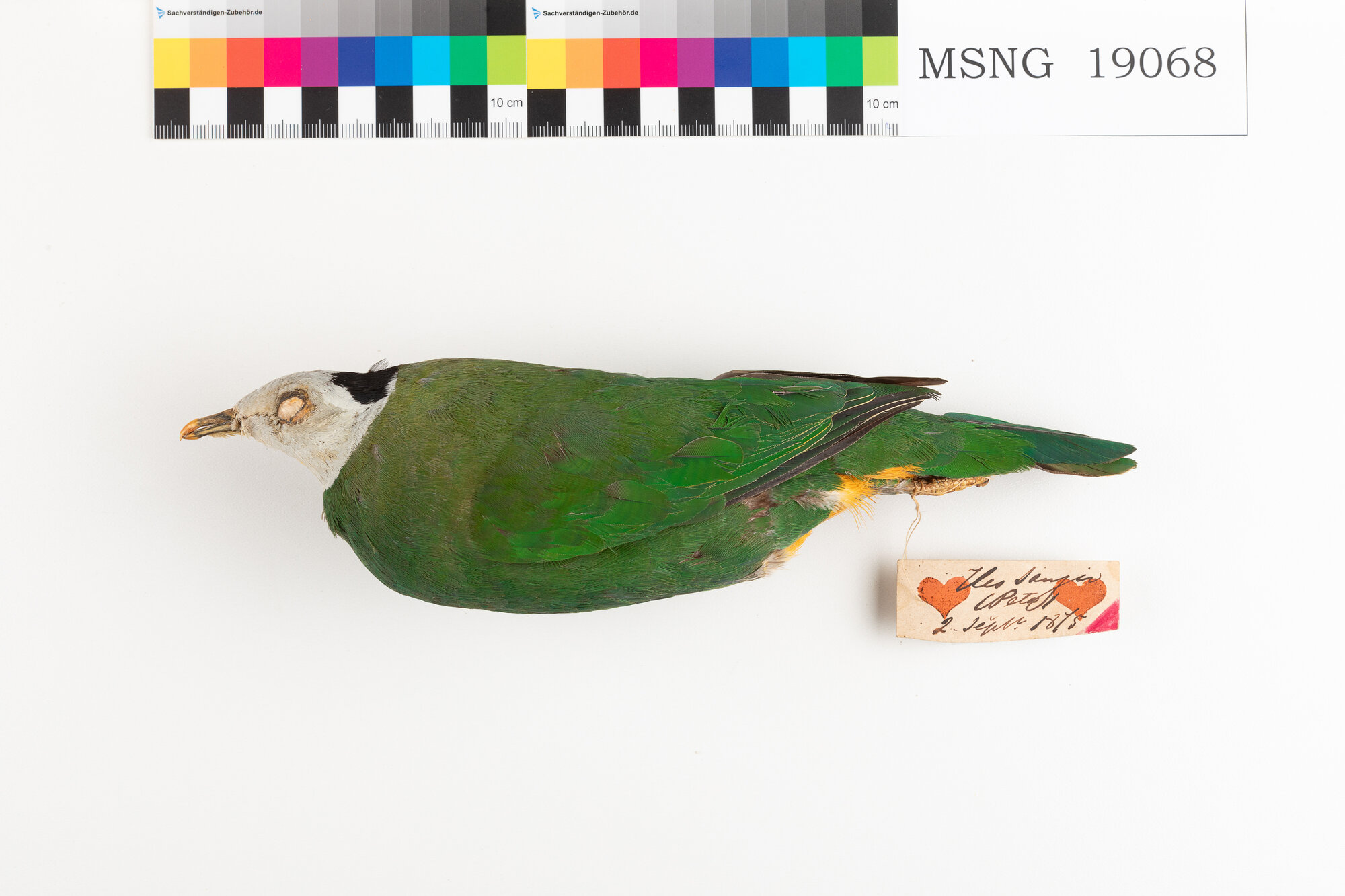 Colomba frugivora nucanera (esemplare)