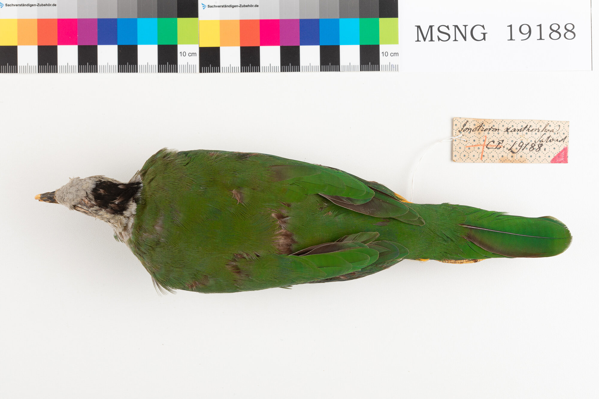 Colomba frugivora nucanera (esemplare)