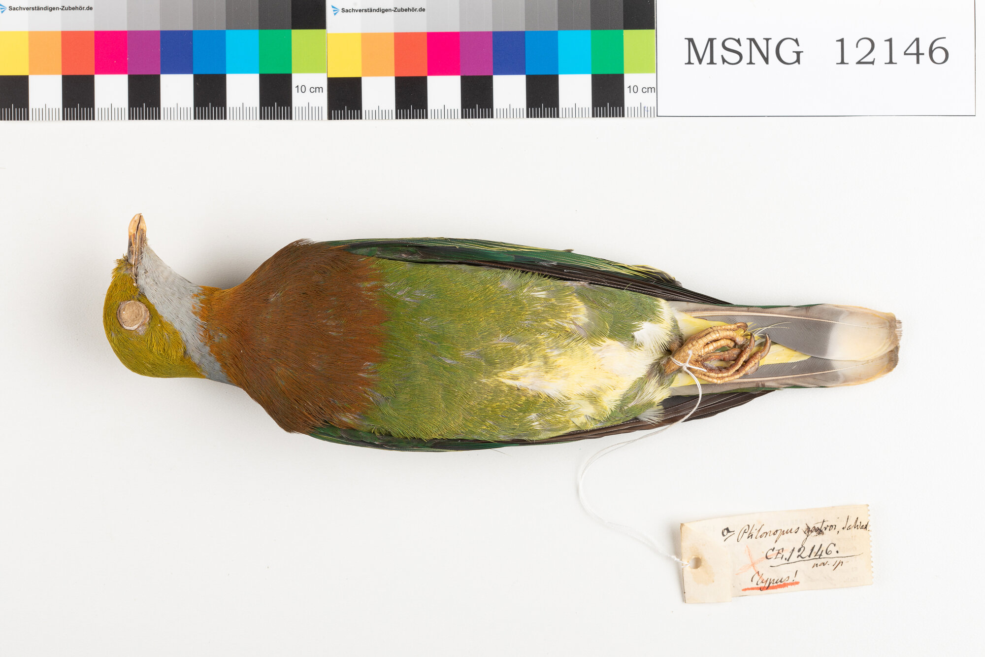 Colomba frugivora ornata (esemplare)