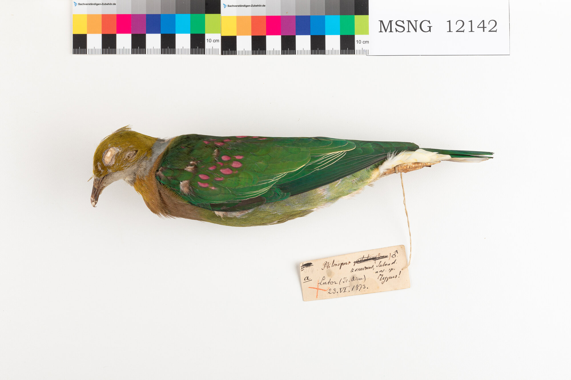 Colomba frugivora perlata (esemplare)