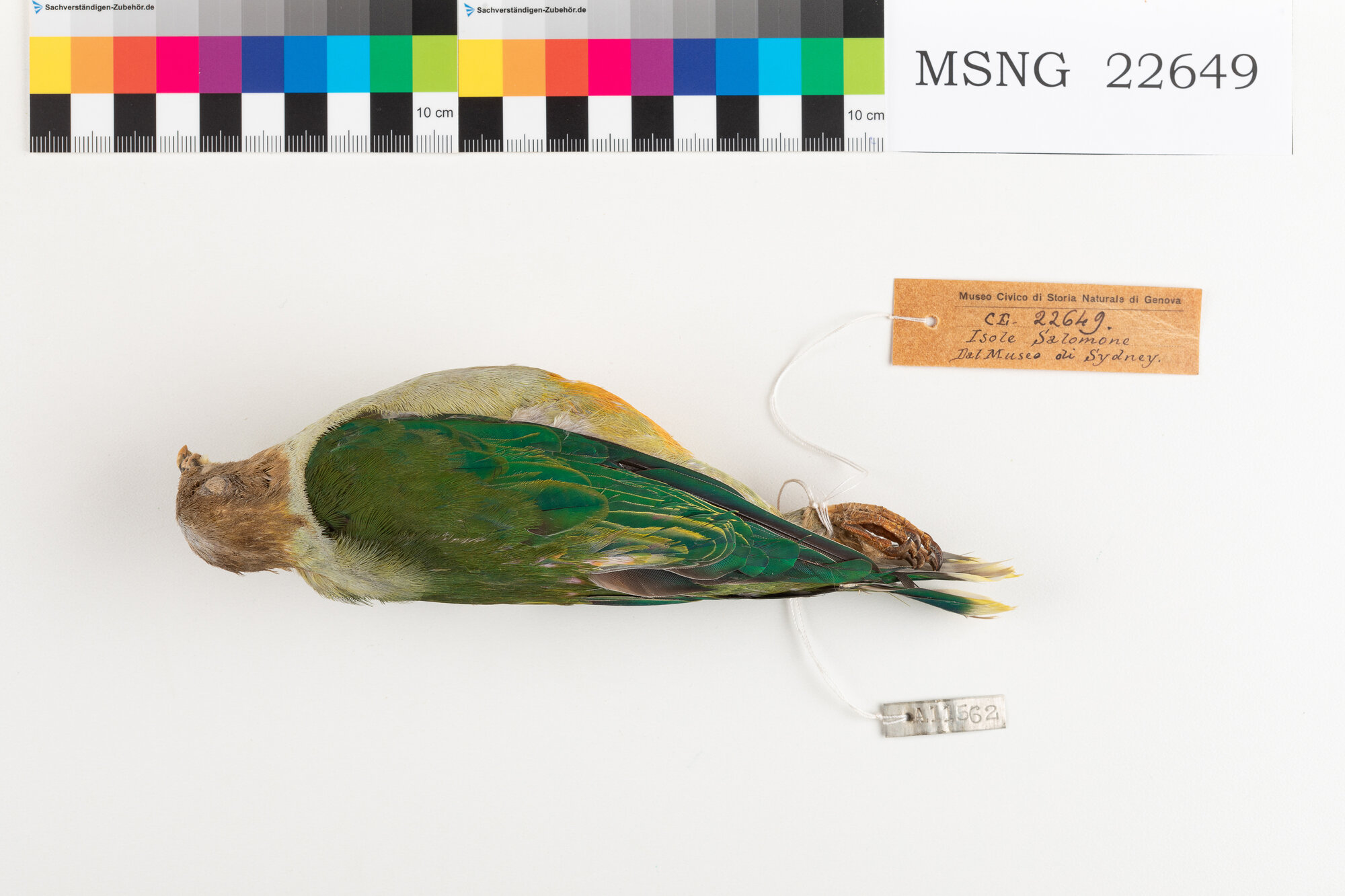 Colomba frugivora coronargentata (esemplare)