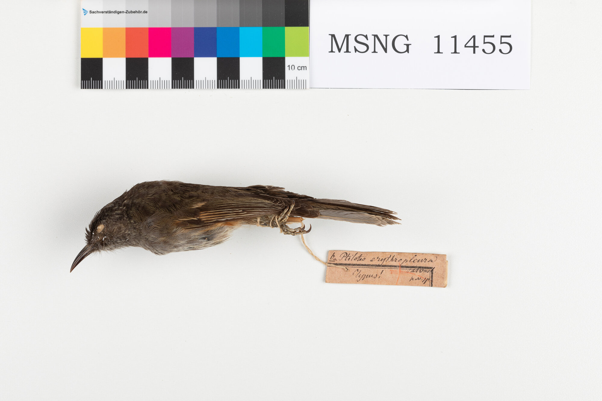 Mangiamiele striato fianchirossi (esemplare)