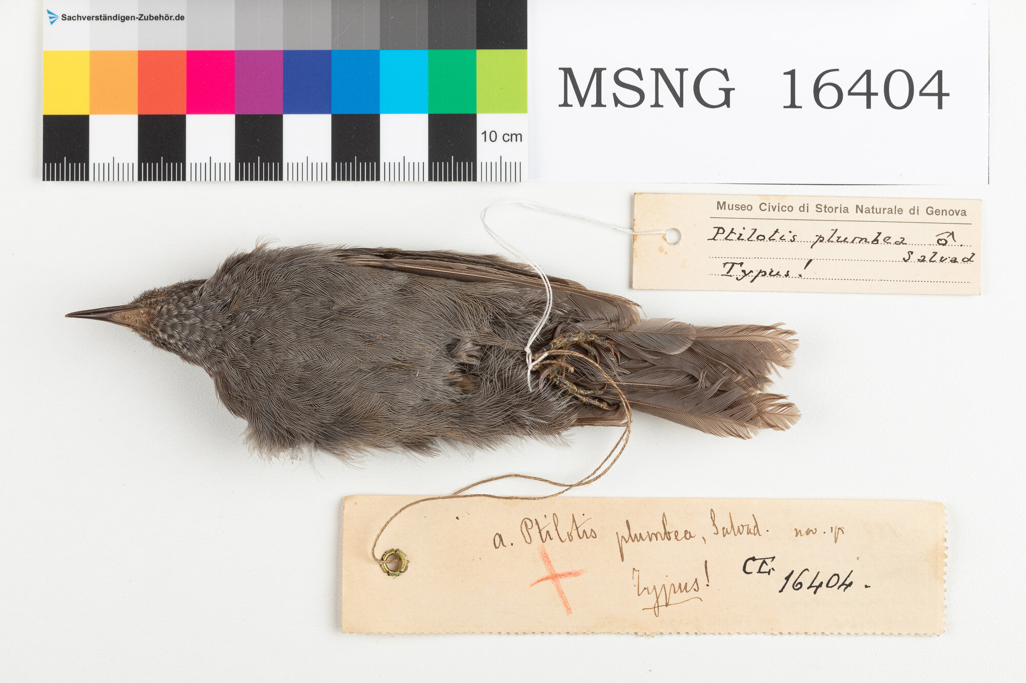 Mangiamiele striato plumbeo (esemplare)