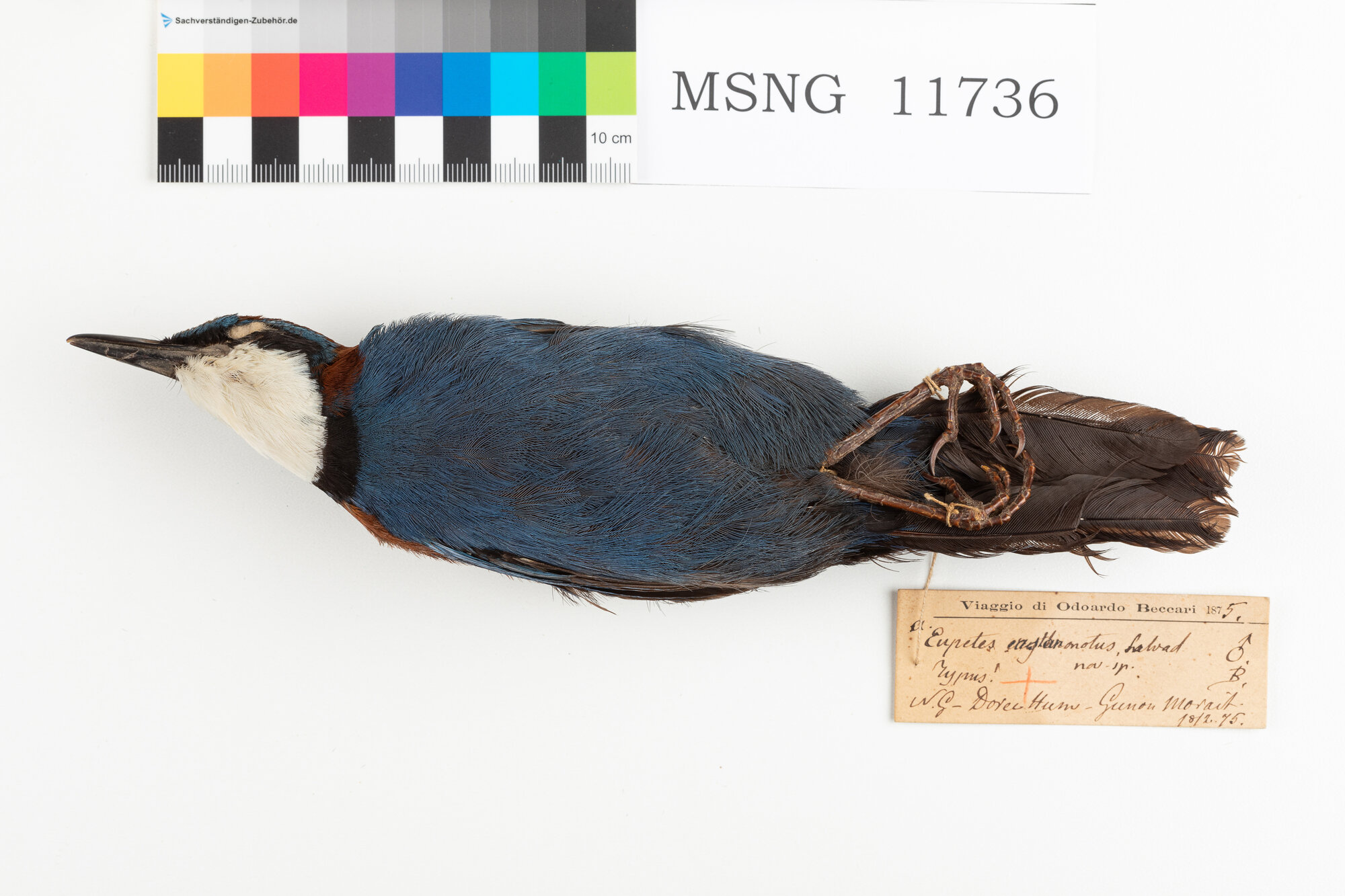 Eupete dorsocastano (esemplare)