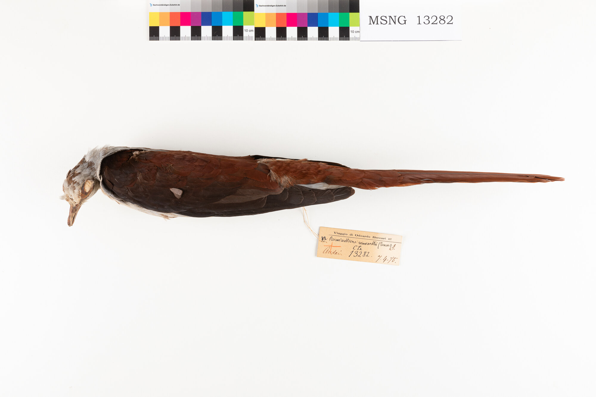 Colomba codalunga di Reinwardt (esemplare)