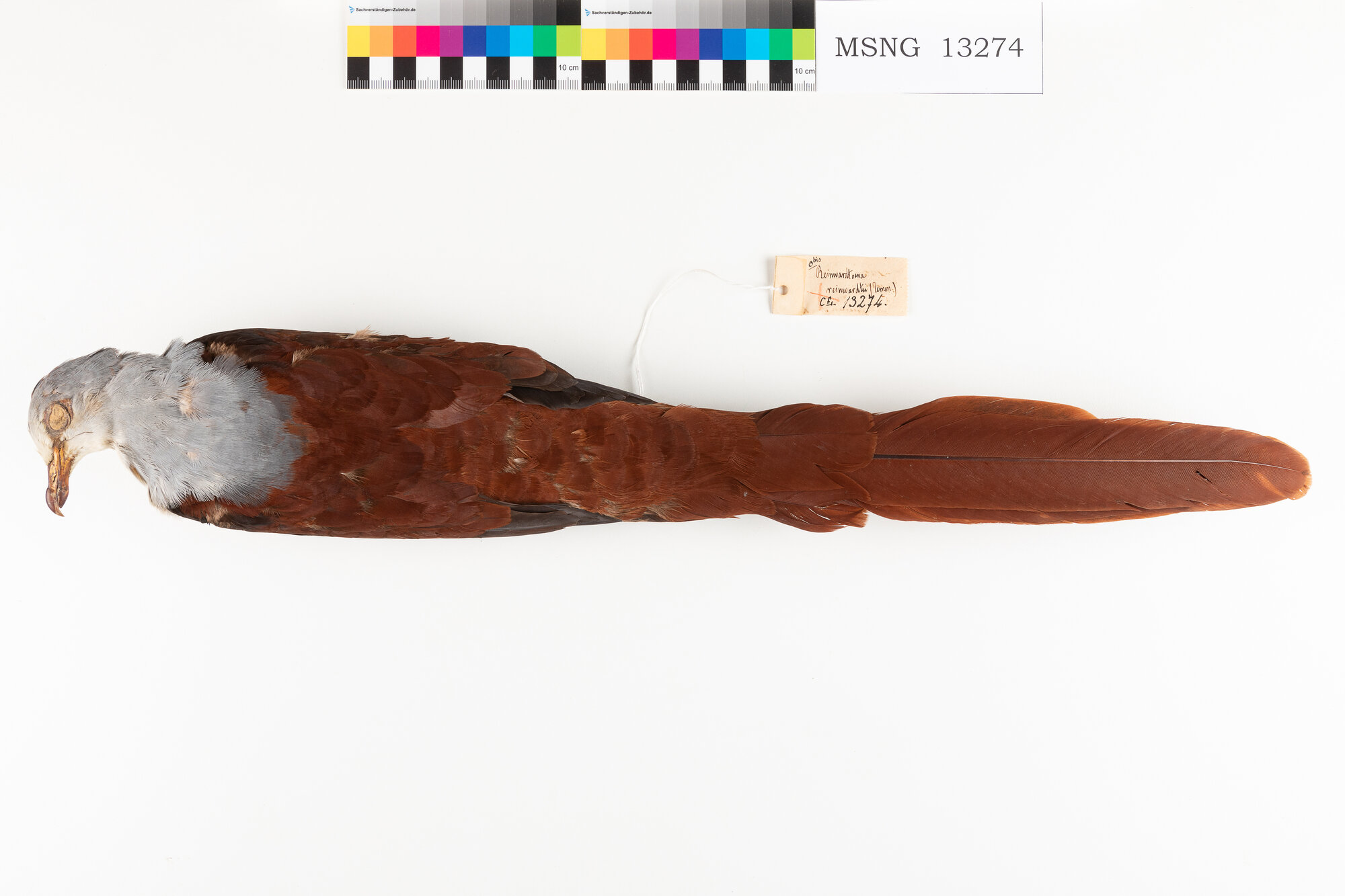 Colomba codalunga di Reinwardt (esemplare)