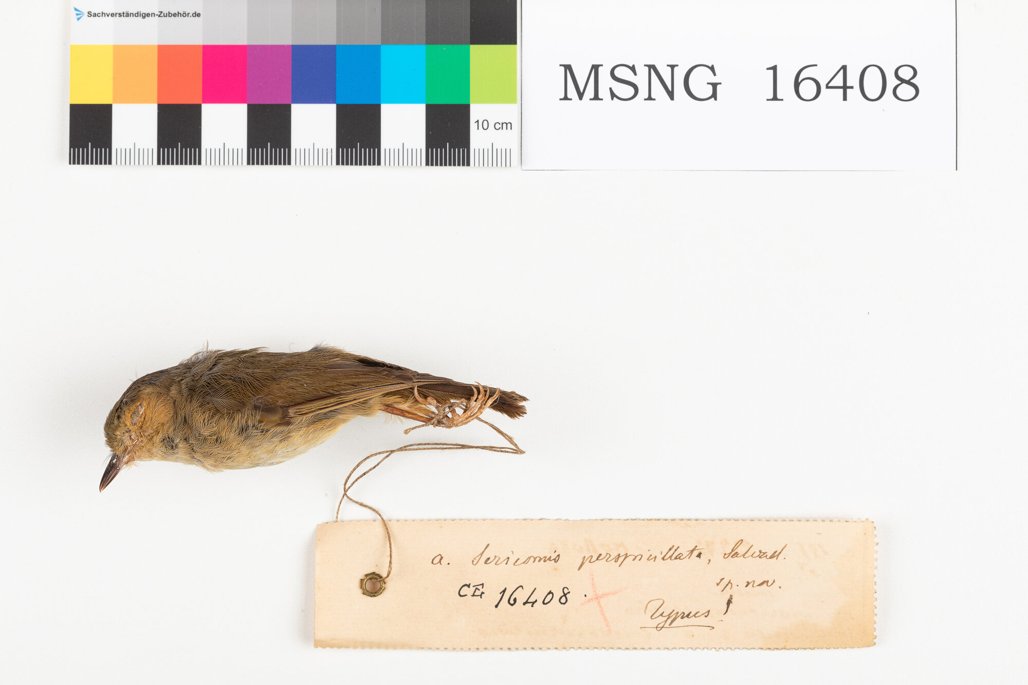 Sericeo dagli occhiali (esemplare)