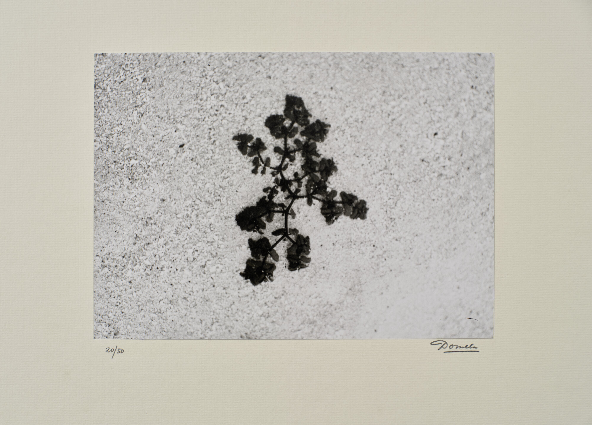 fotografia di Domela, Cesar (XX)