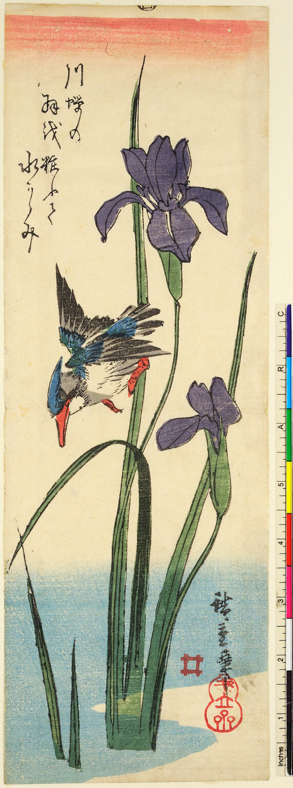 Martin pescatore spicca il volo tra gli iris, Iris e martin pescatore (stampa a colori) di Utagawa, Hiroshige (XIX)