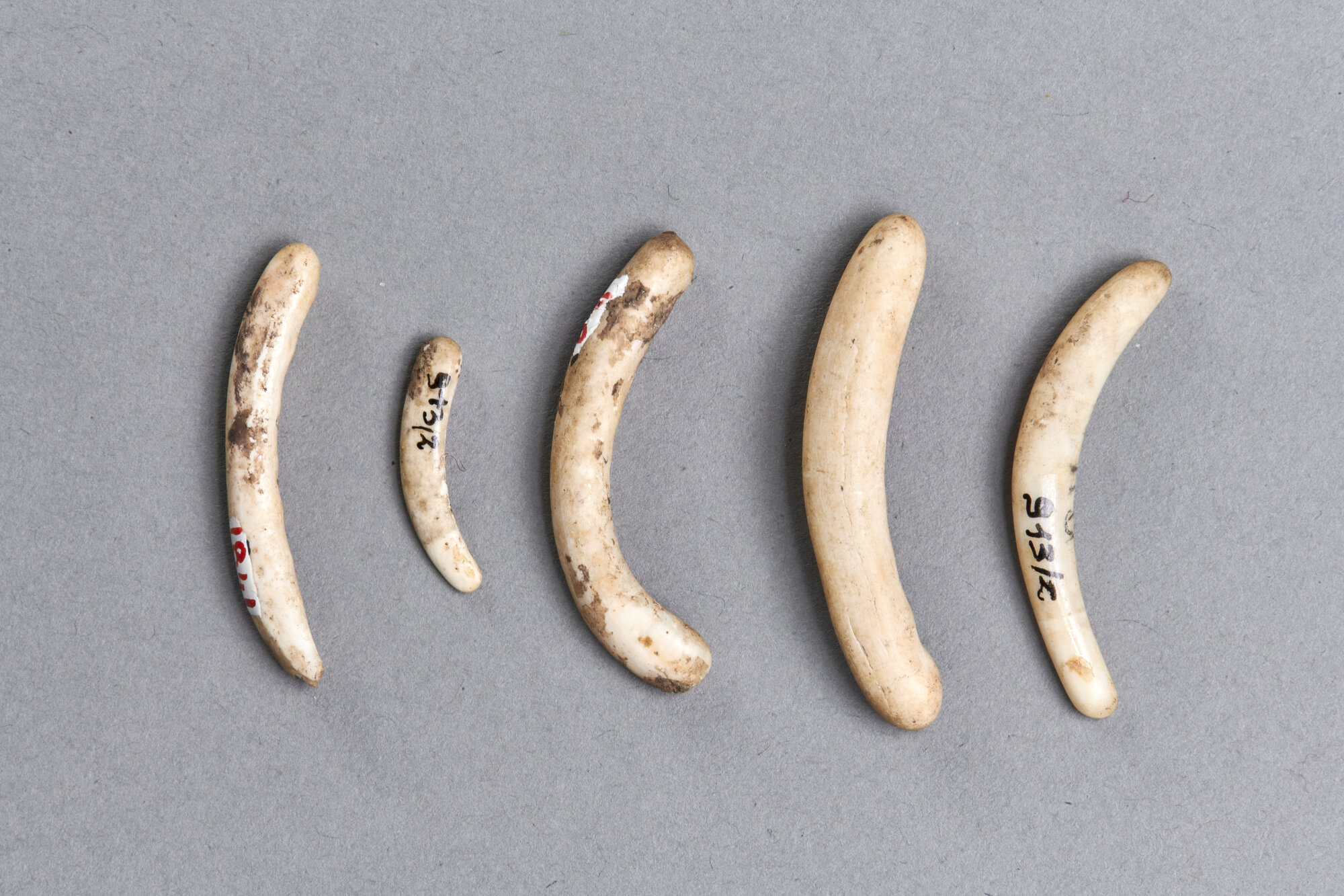 verga (Età del bronzo)