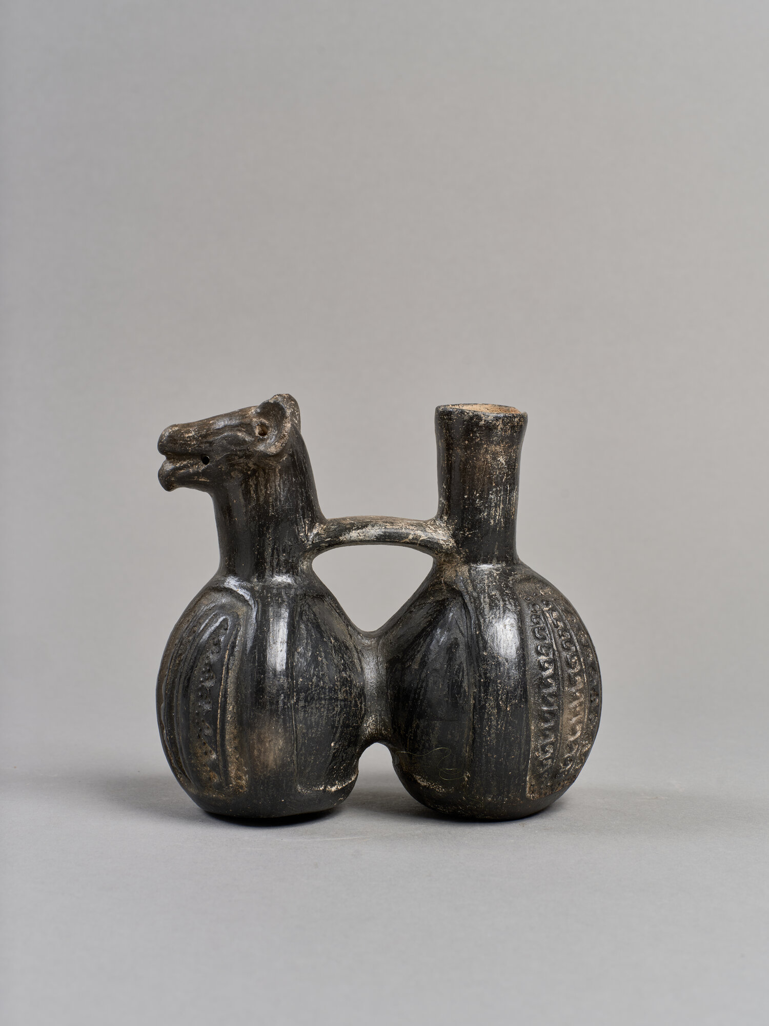 vaso- fischiatore, bicamerale, con ansa a ponte (XI-XV)