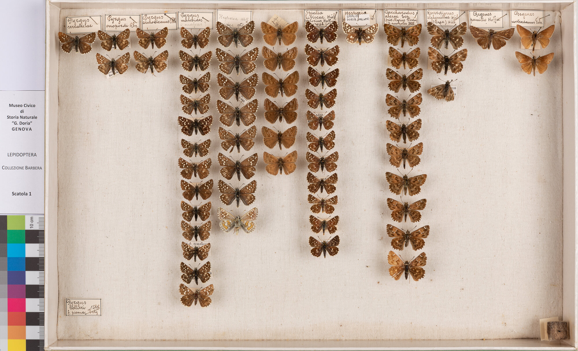 Scatola di farfalle (insieme)