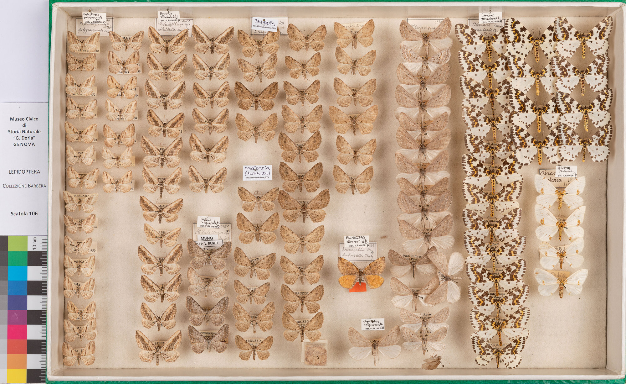 Scatola di farfalle (insieme)