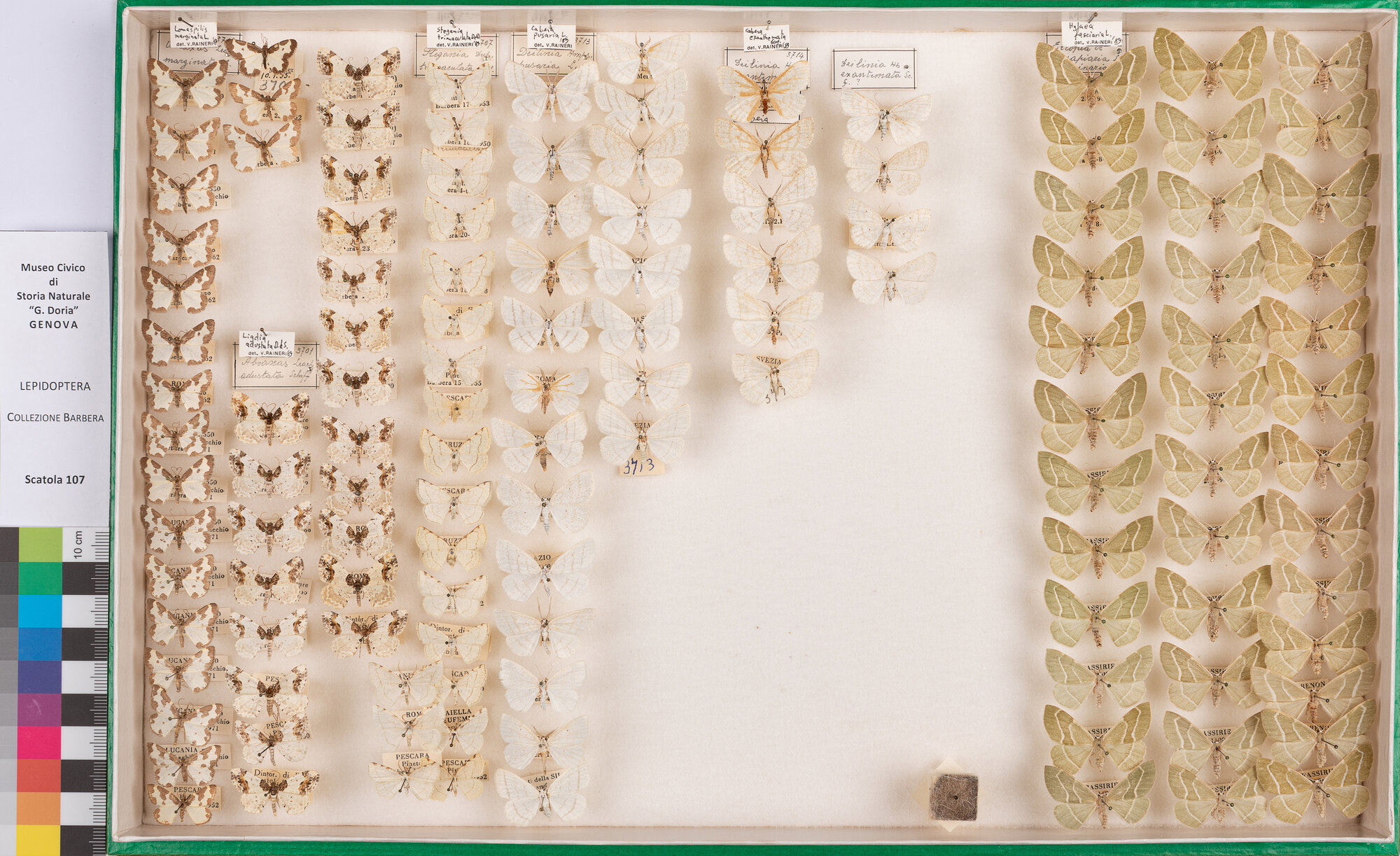 Scatola di farfalle (insieme)